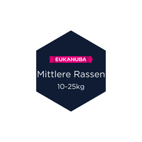 Adult Huhn mittlere Rassen
